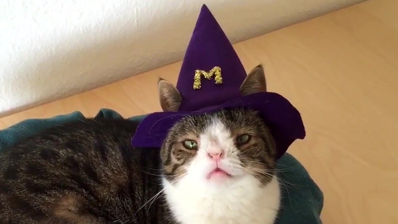 Genetic Oddities No Challenge for Cat