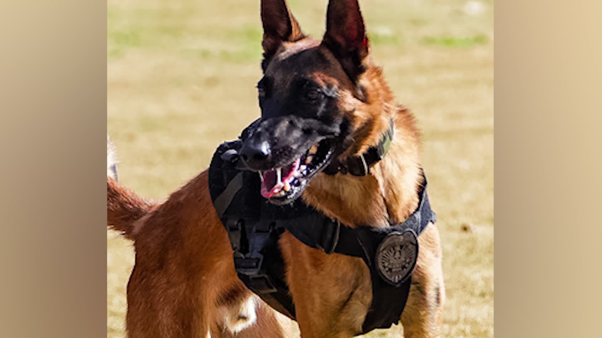 Georgia K-9 Dies In Hot Car During Training Exercise