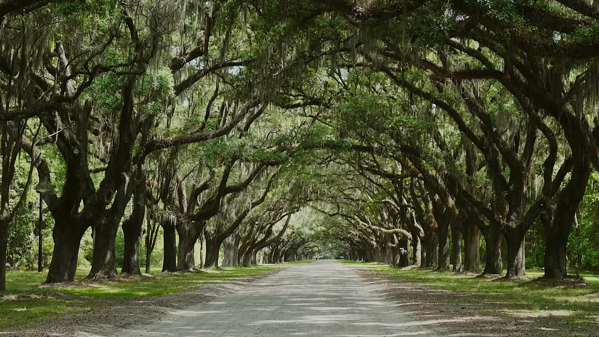 Georgia’s Historic Trees to Get Protection from Traffic
