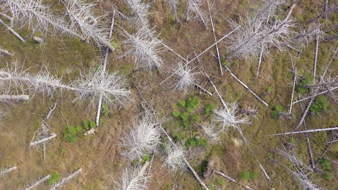 German Forests Threatened by Beetle Attack Due to Climate Change