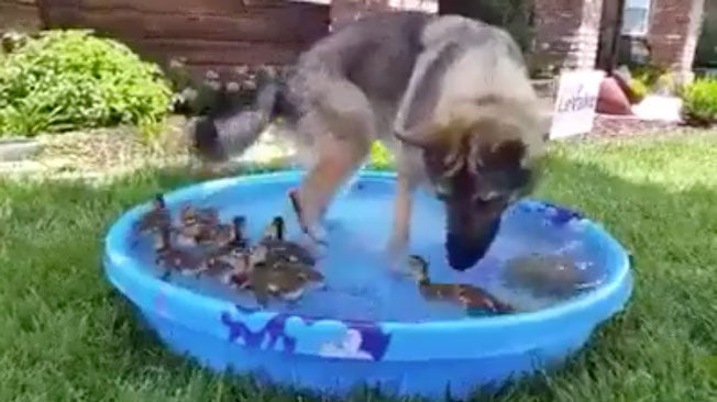 German Shepherd With Ducks in Pool