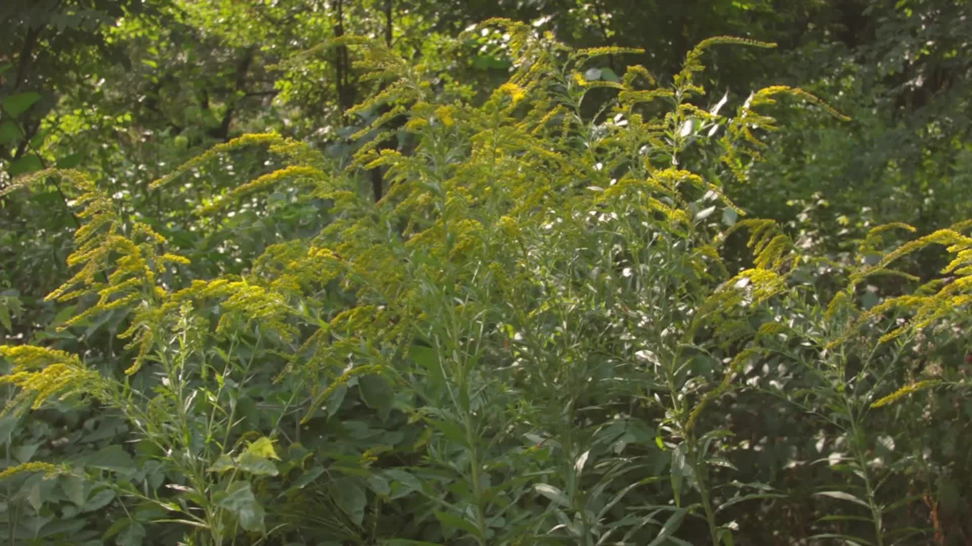 Get Ready For Ragweed Season