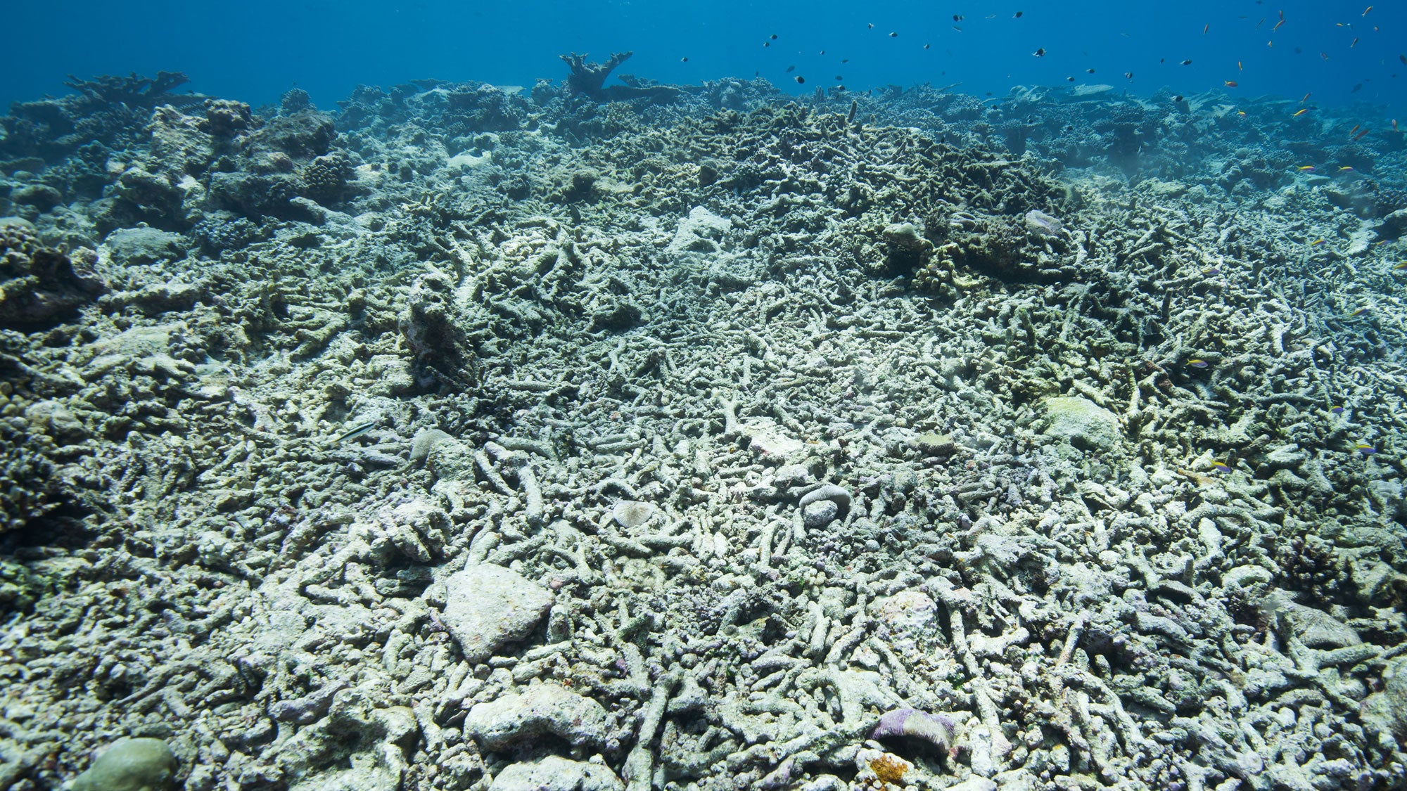 Dead coral reefs in shallow water which were killed during the mass coral bleaching event, which is relating to climate change. Bleaching of coral colonies is caused by warming of sea temperature and most likely combined with other environmental stresses causing coral to expel symbiotic zooxanthellae algae, which could even lead to coral death.