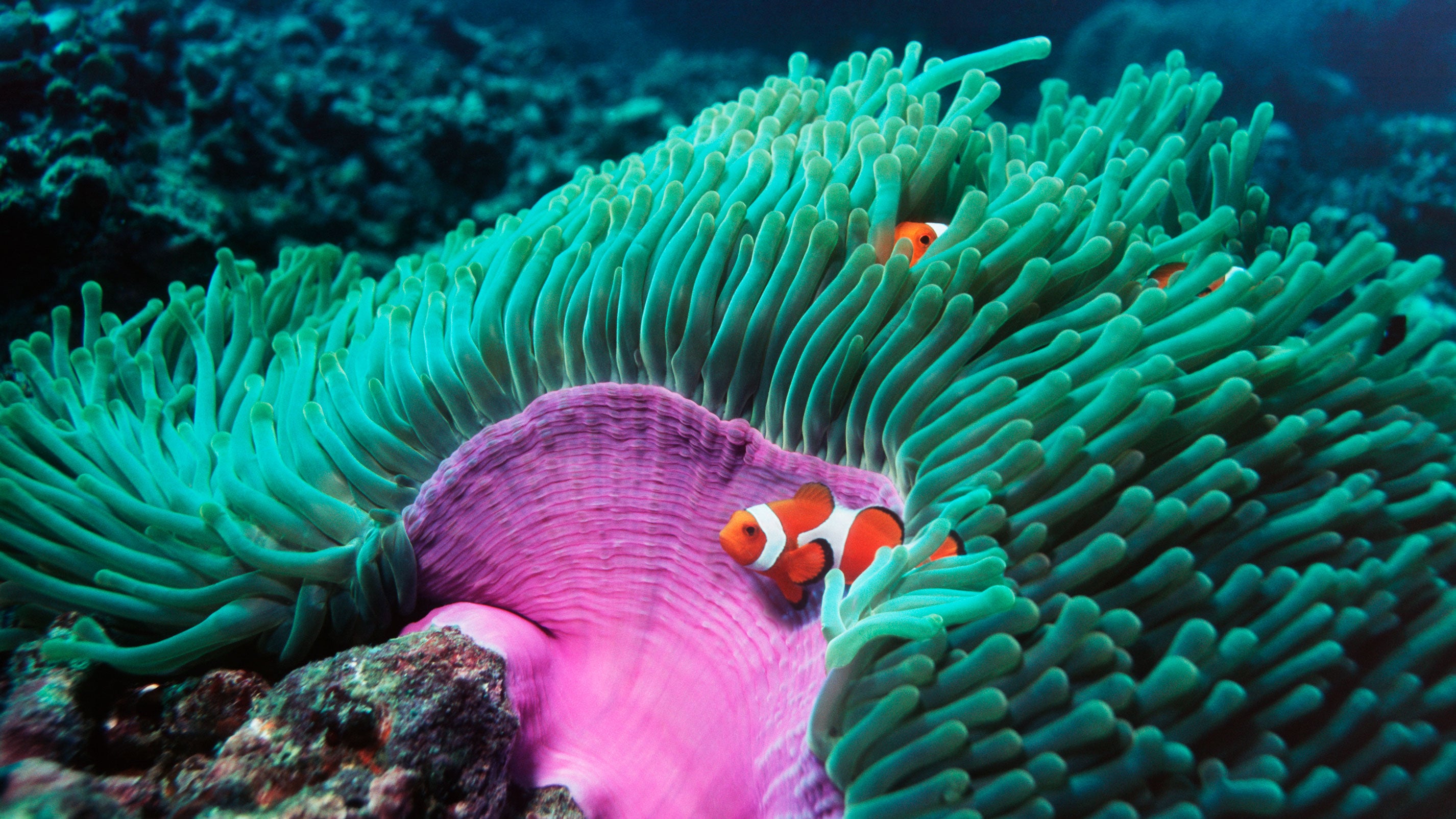 False clown anemonefish (Amphiprion ocellaris) sheltering in anemone in Malaysia.