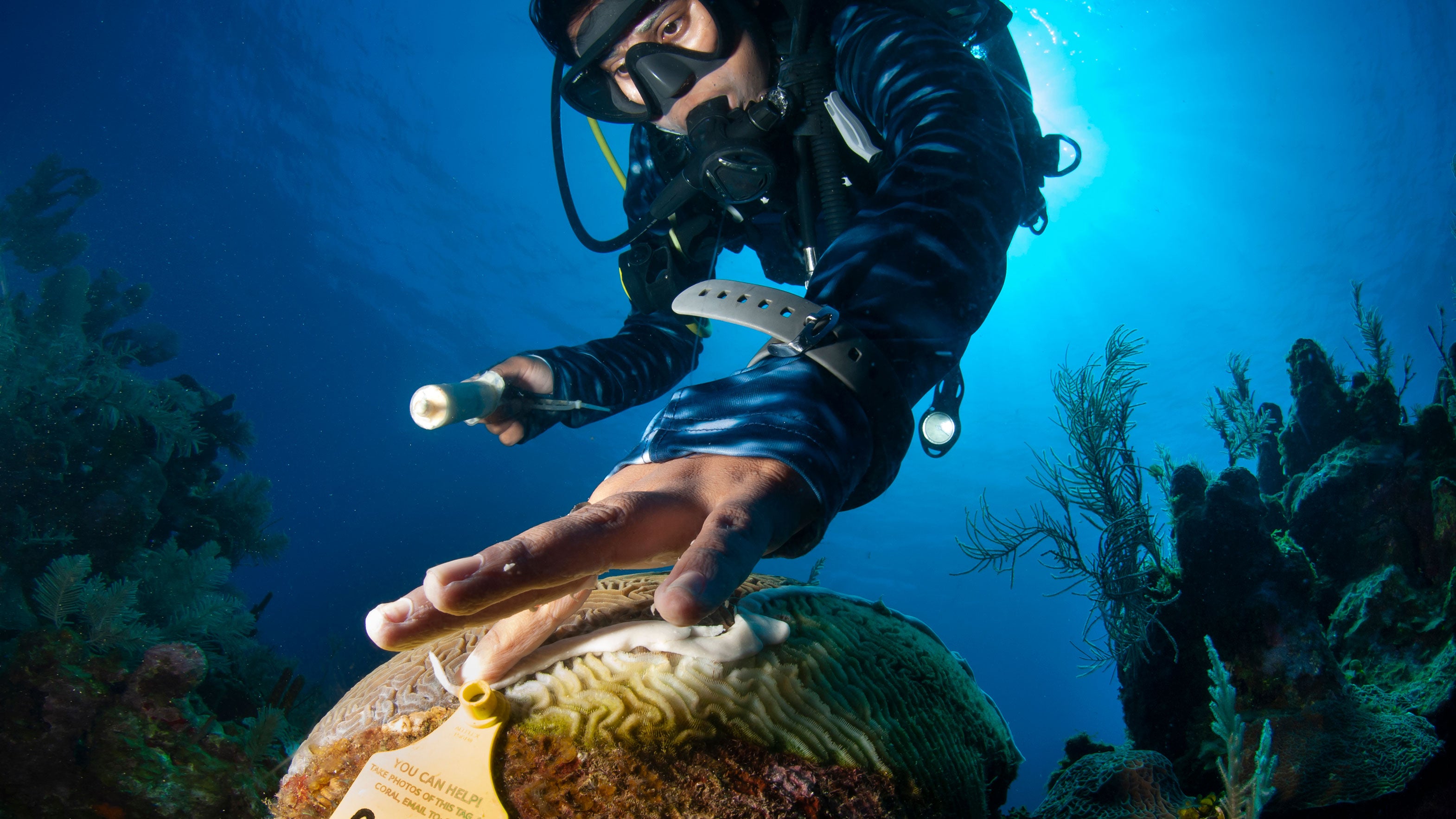 A marine biologist using antibiotic to treat sick coral affected by Stony Coral Tissue Loss Disease (SCTLD).