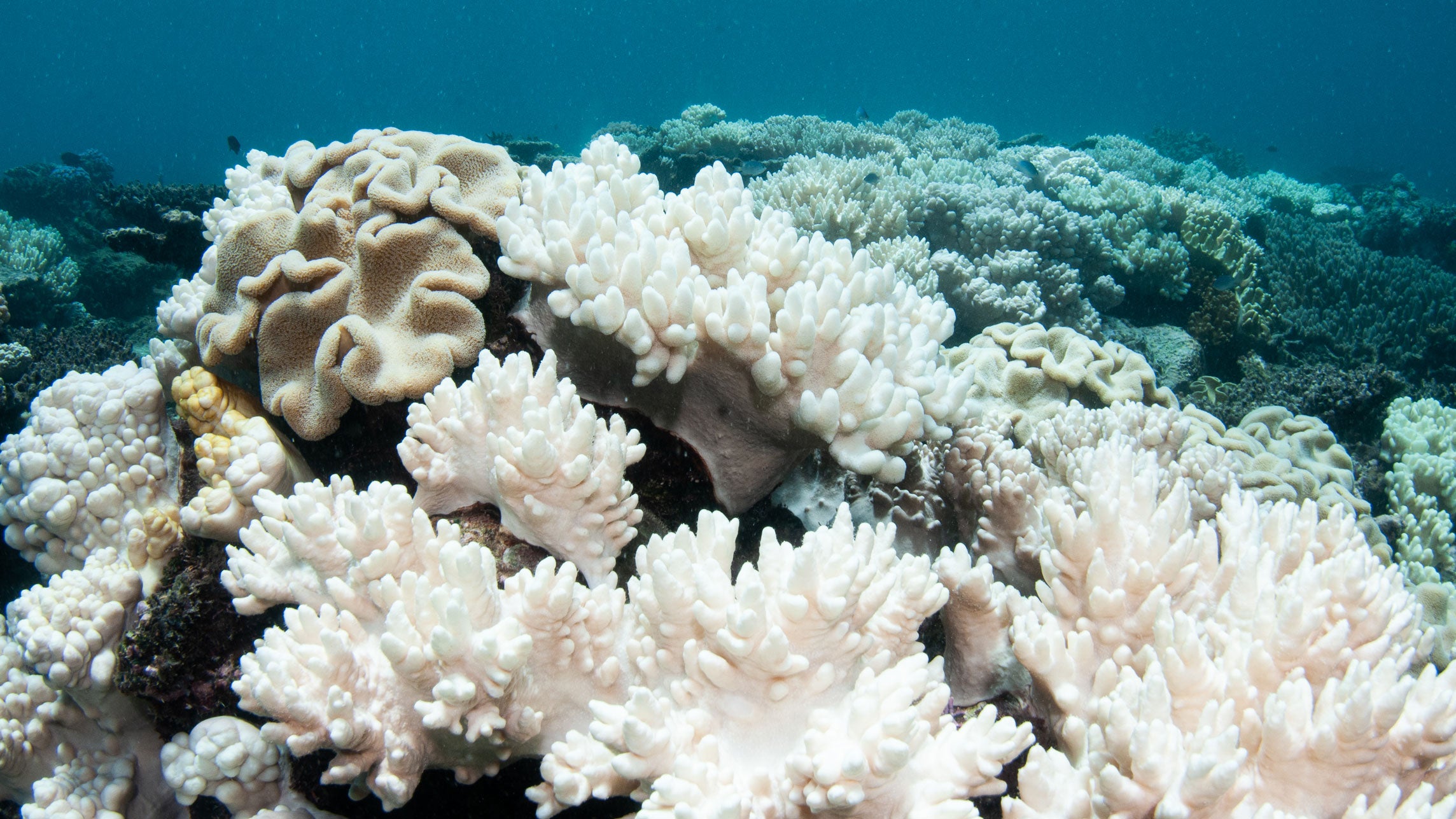 Coral bleaching on the Great Barrier Reef during a mass bleaching event in 2017.