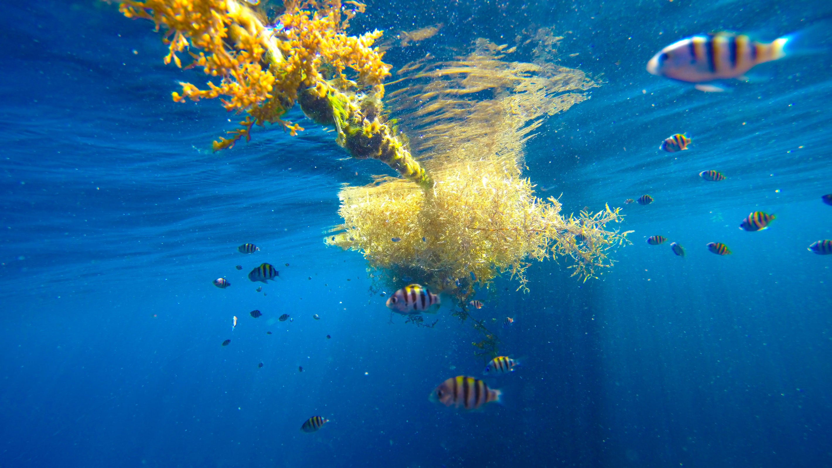 Sargassum seaweed, also called gulfweed, a tropical pelagic yellow algae kept floating on blue water.