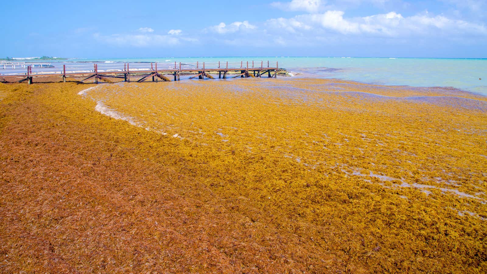 what type of algae is in salad dressing Seaweed salad