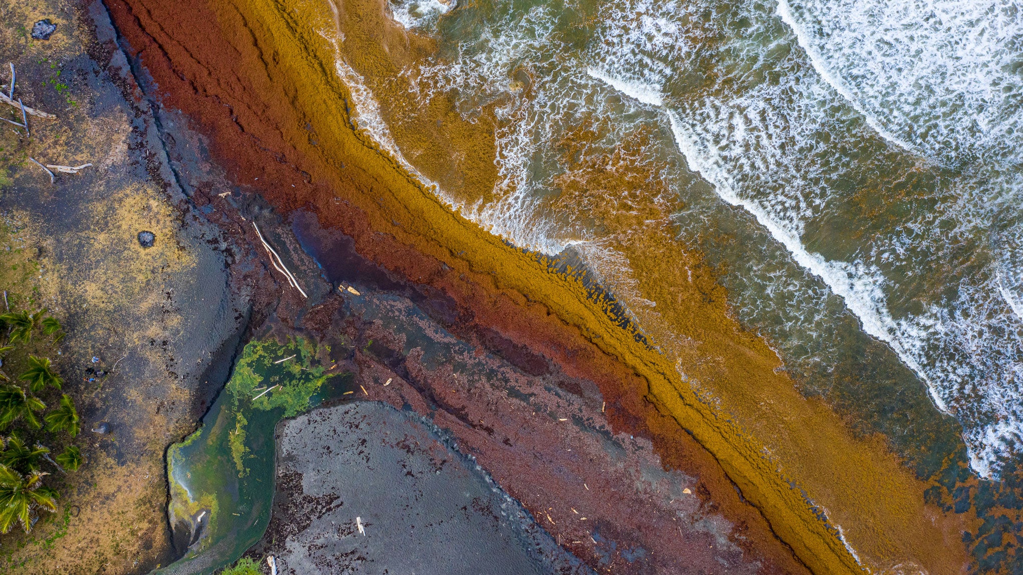 Black sand Caribbean beach in Dominica covered with Sargassum grass.