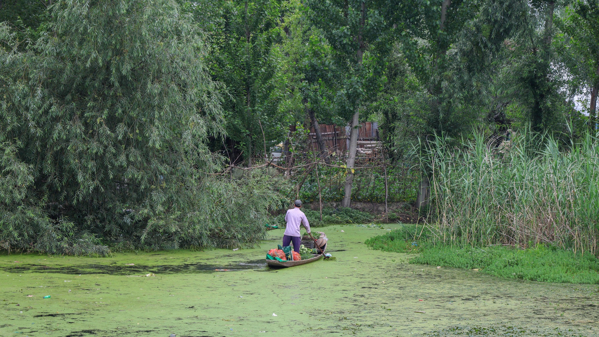 A man rows a boat loaded with vegetables through the algae-covered, polluted waters of Dal Lake in Srinagar, Jammu and Kashmir, on June 5, 2026, during World Environment Day.