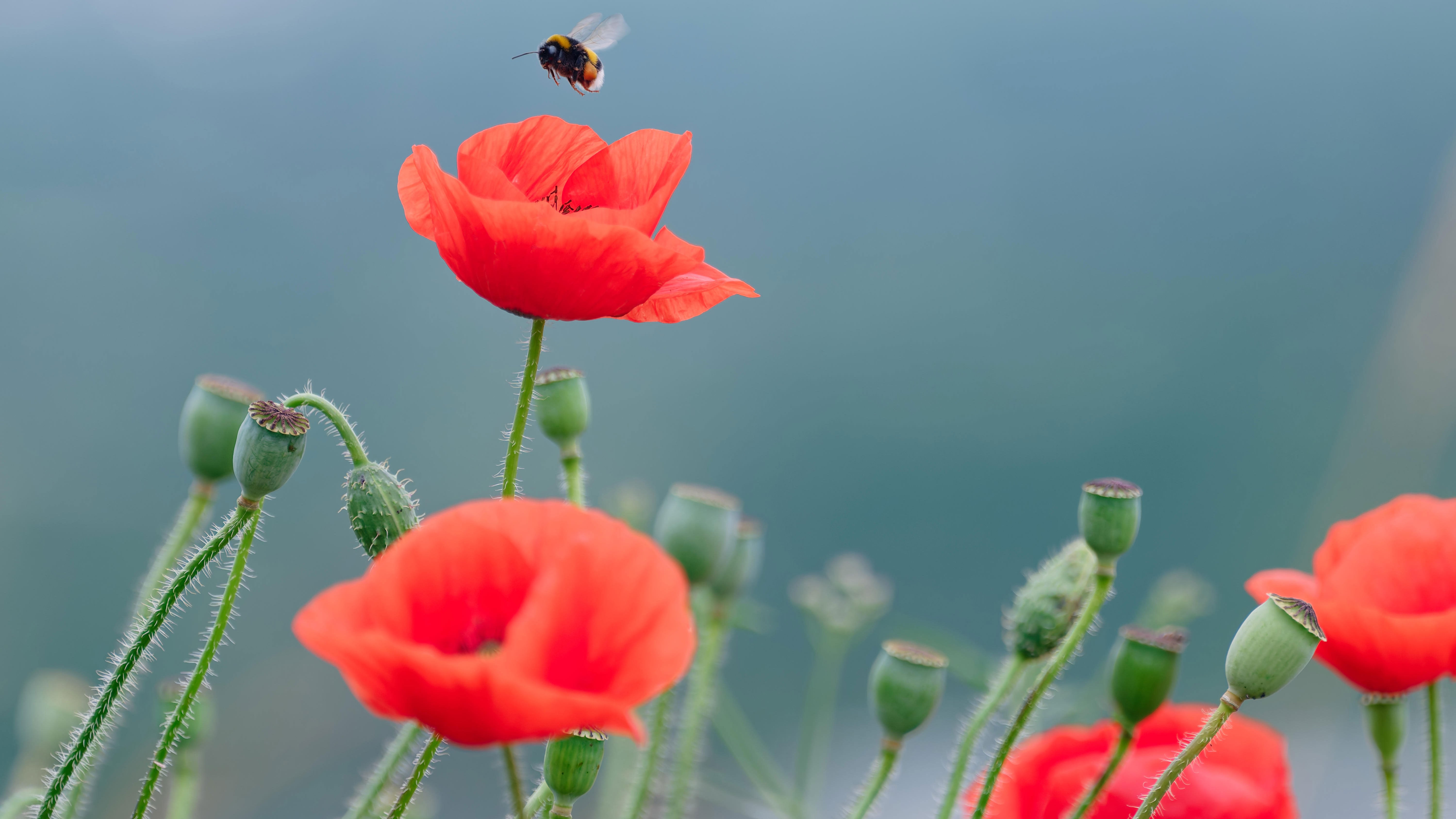 A bumblebee flies towards the flower of a poppy on June 5, 2026, in Baden-W&uuml;rttemberg, Heidelberg.