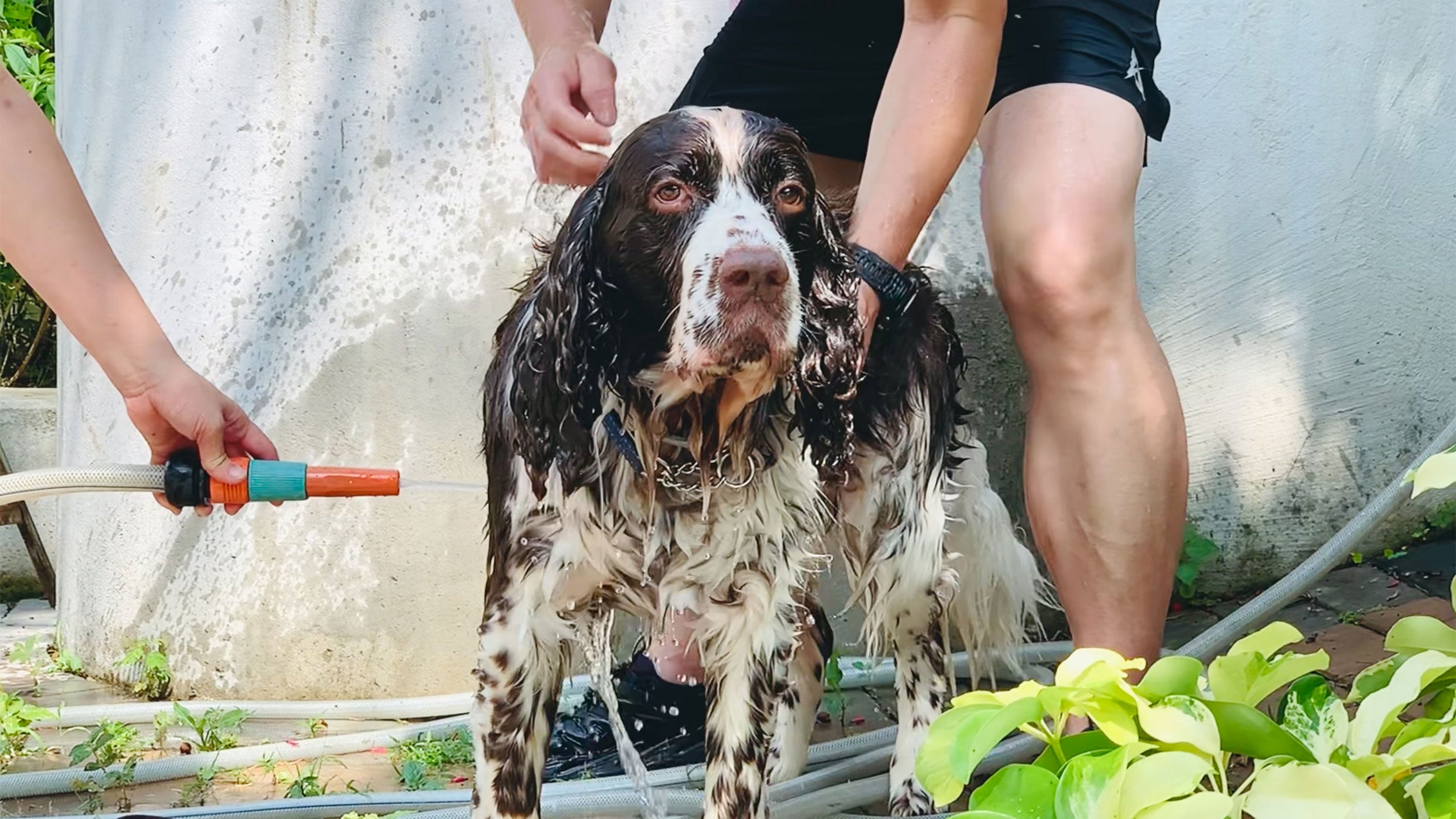 Dog owners spray water to cool off their dog during intense heat on June 5, 2026 in Hong Kong, China. The Hong Kong Observatory issued an extreme heat warning, with temperatures in the New Territories expected to reach 37&deg;C.