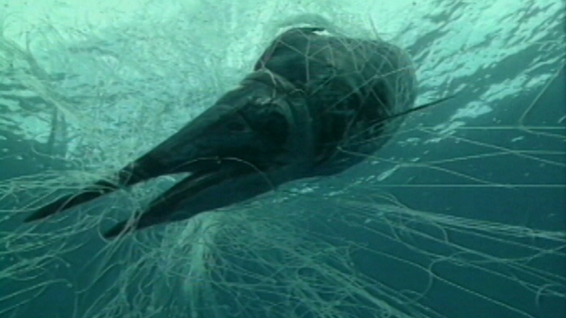 Ghost Gear in Oceans a True, Gut-Wrenching Ghost Story