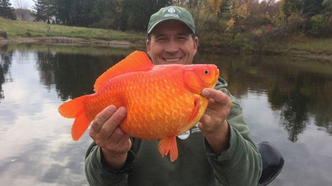 Giant Goldfish Invade Ohio