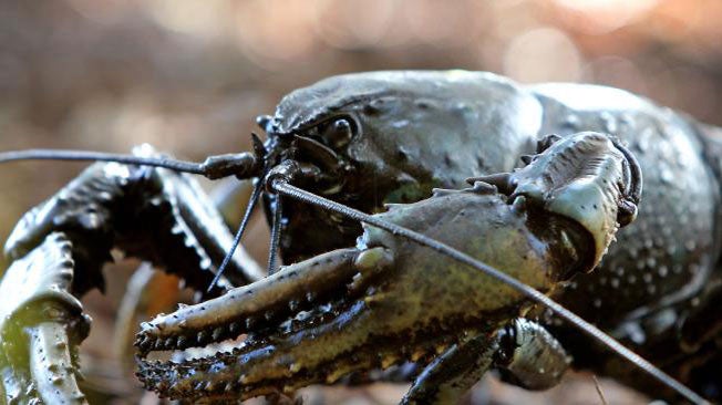 Giant Lobsters Could Go Extinct