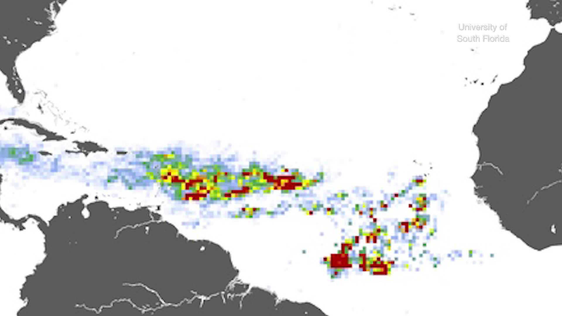 Giant Sargassum Belt In The Atlantic Threatens Beaches