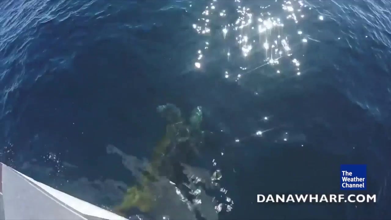 Giant Sea Turtle Tangled in Kelp Rescued