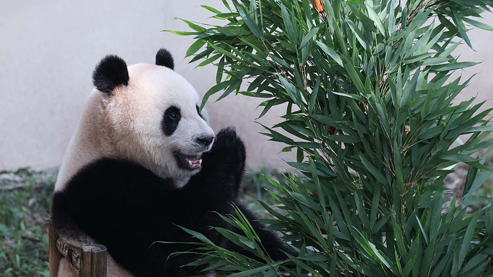 giant panda