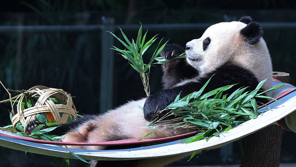 giant panda