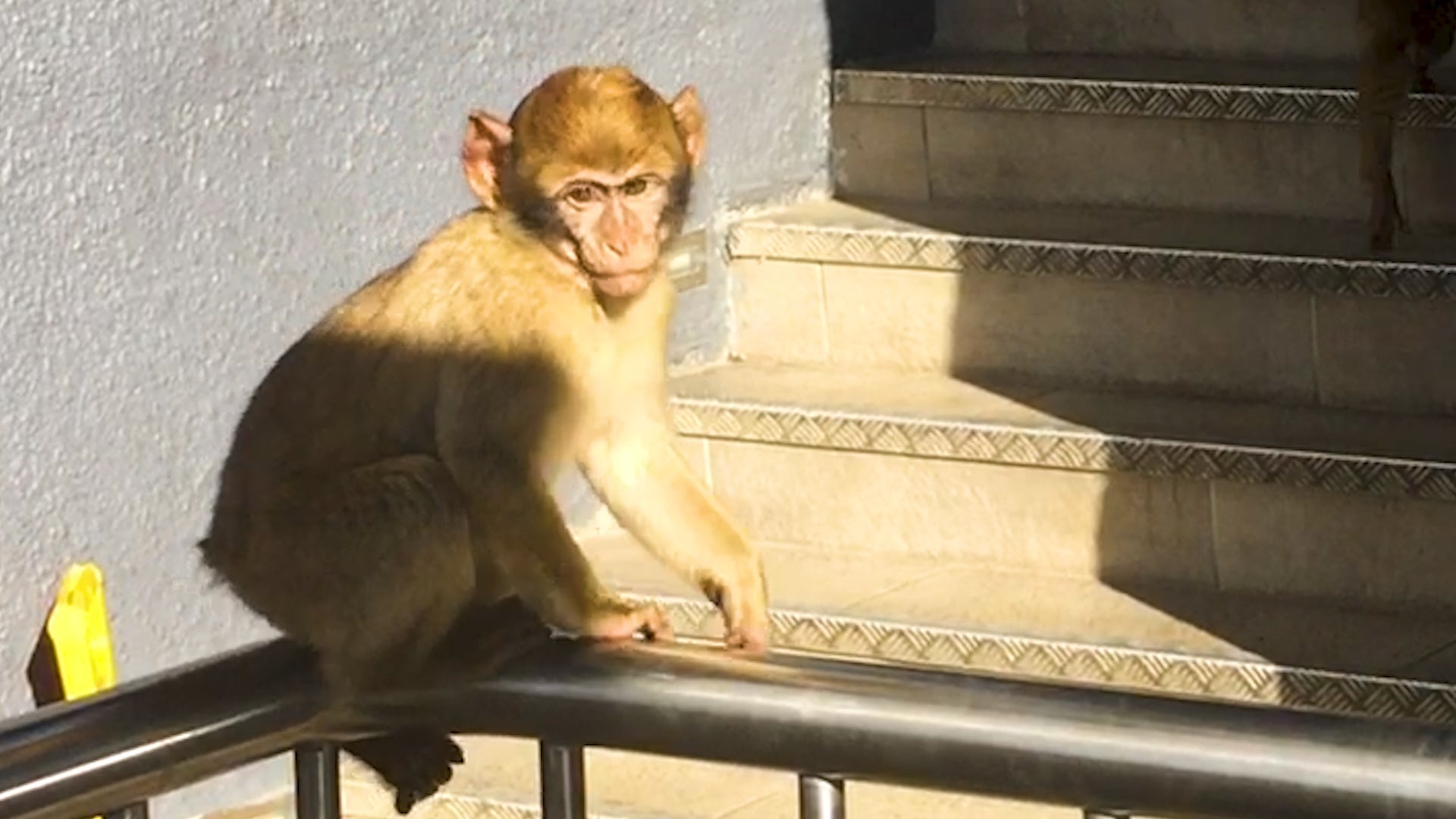 Gibraltar’s Barbary Apes And Enjoying The View