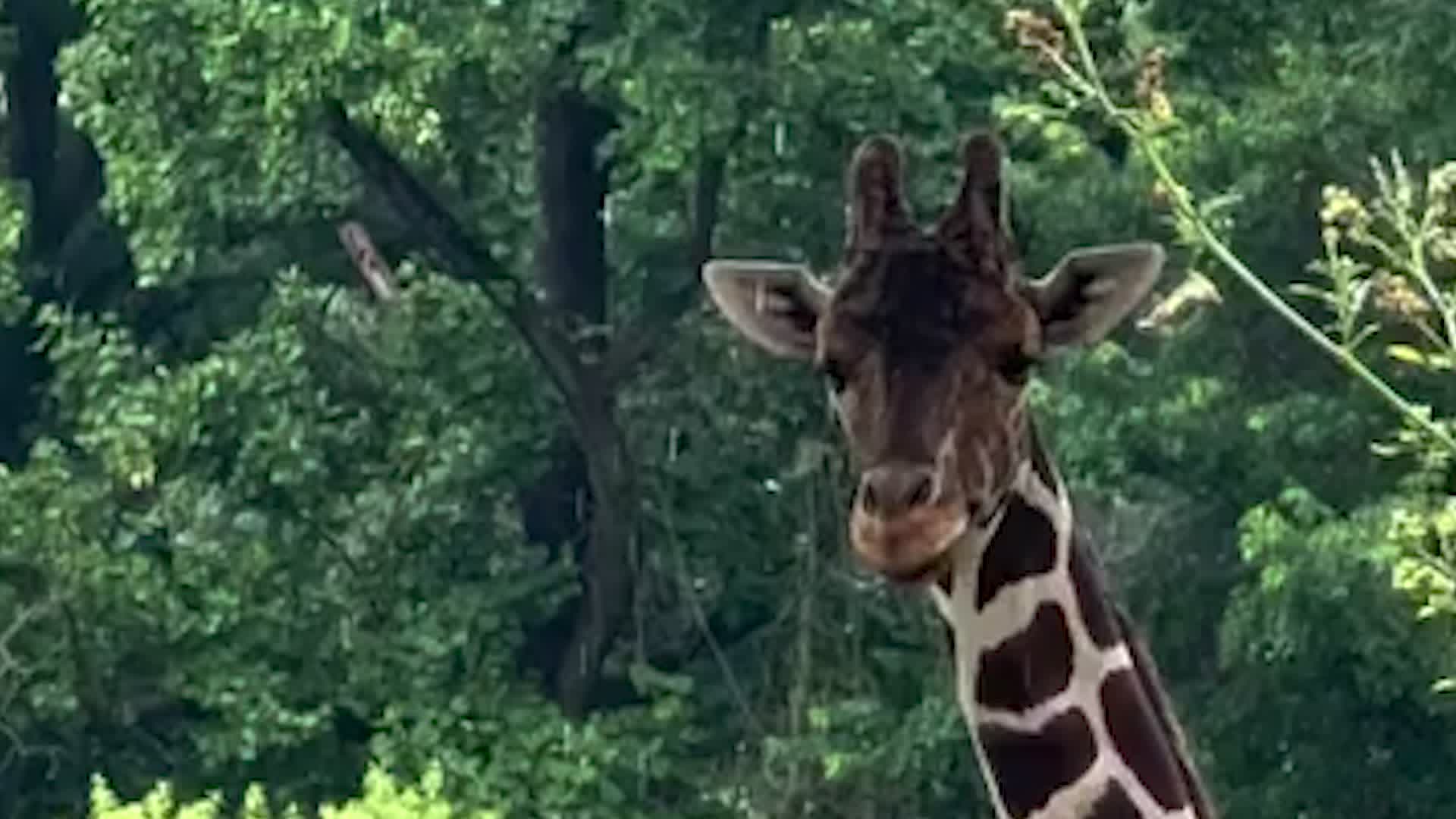 Giraffe &lsquo;Finds Joy In Every Drop' On Rainy Day