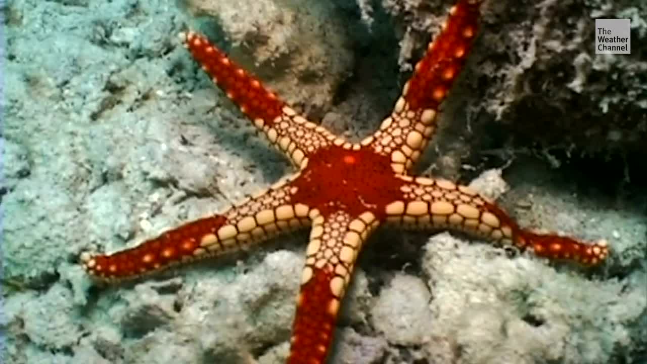 Global Warming Causing Starfish to Waste Away?