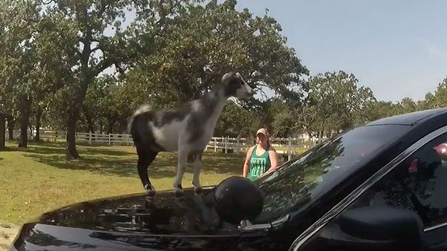 Goat Claims Cop Car as His Own