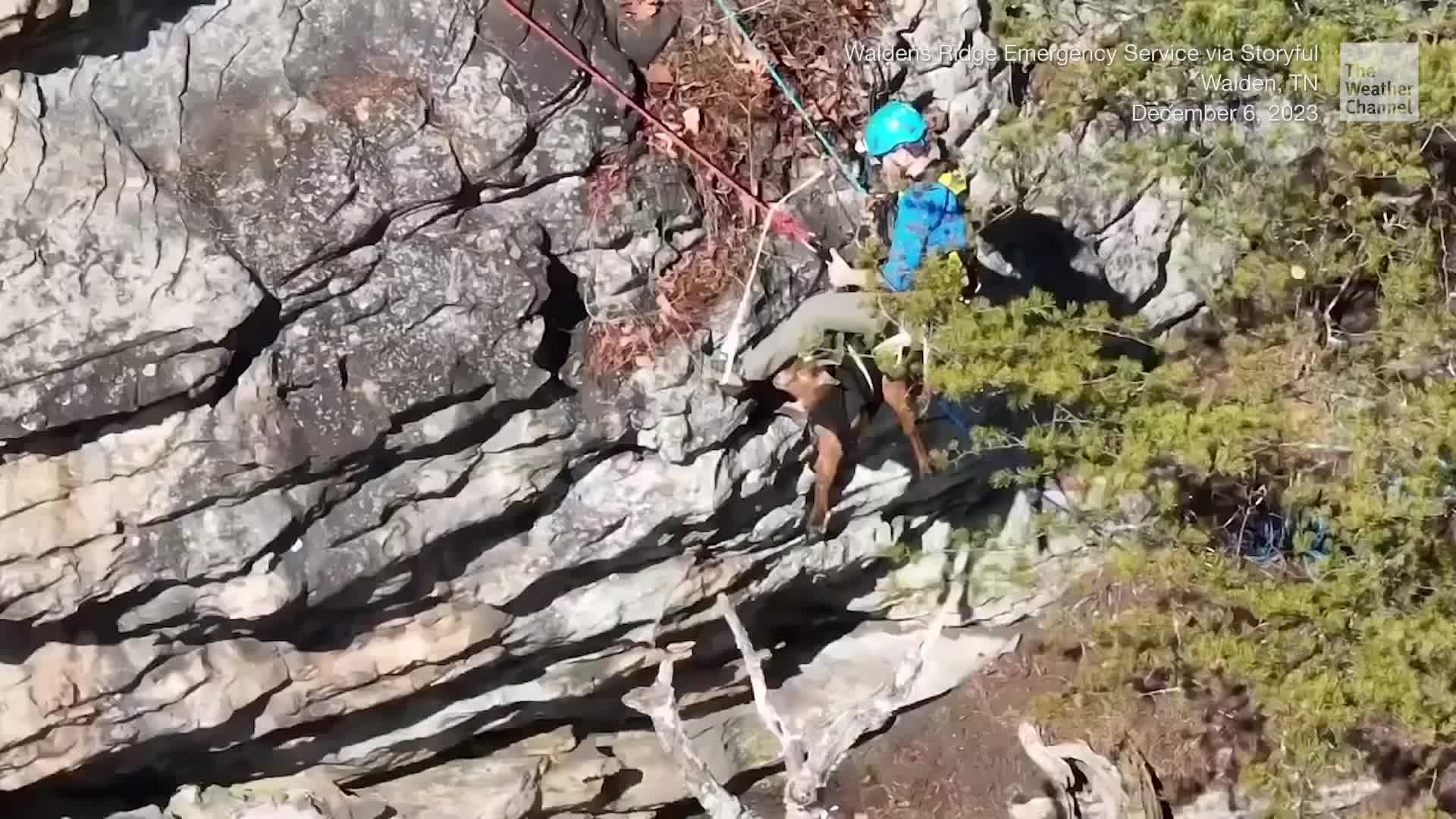 Goats Rescued After Days Trapped On Ledge