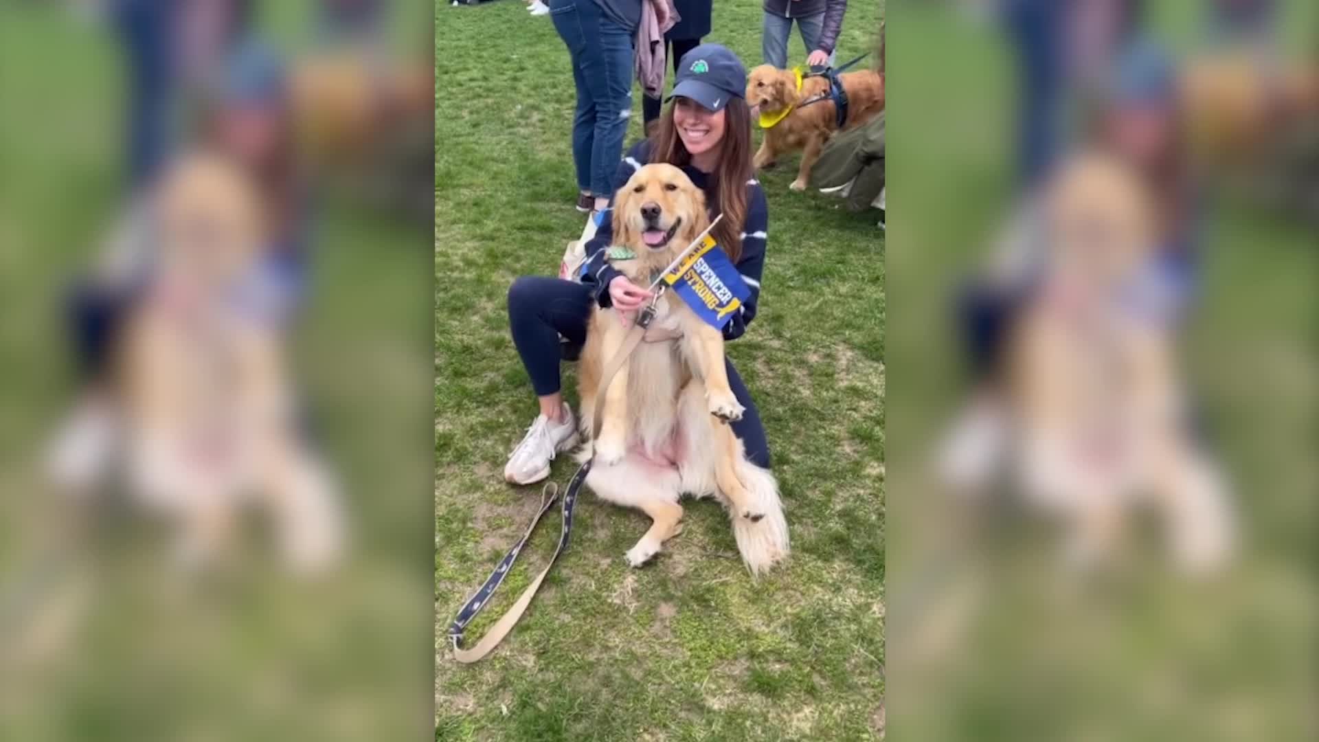 Goldens Gather To Honor Legendary Boston Marathon Dog