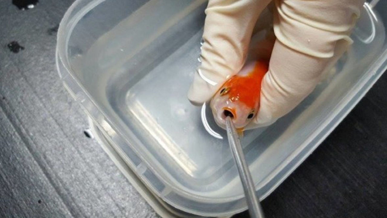 Goldfish Gets $500 Emergency Surgery