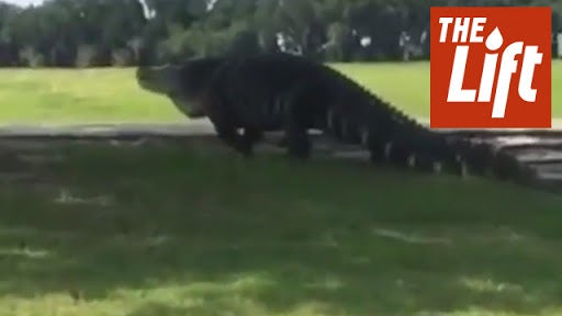 Golf Course Mgr. Has Soft Spot for Gator