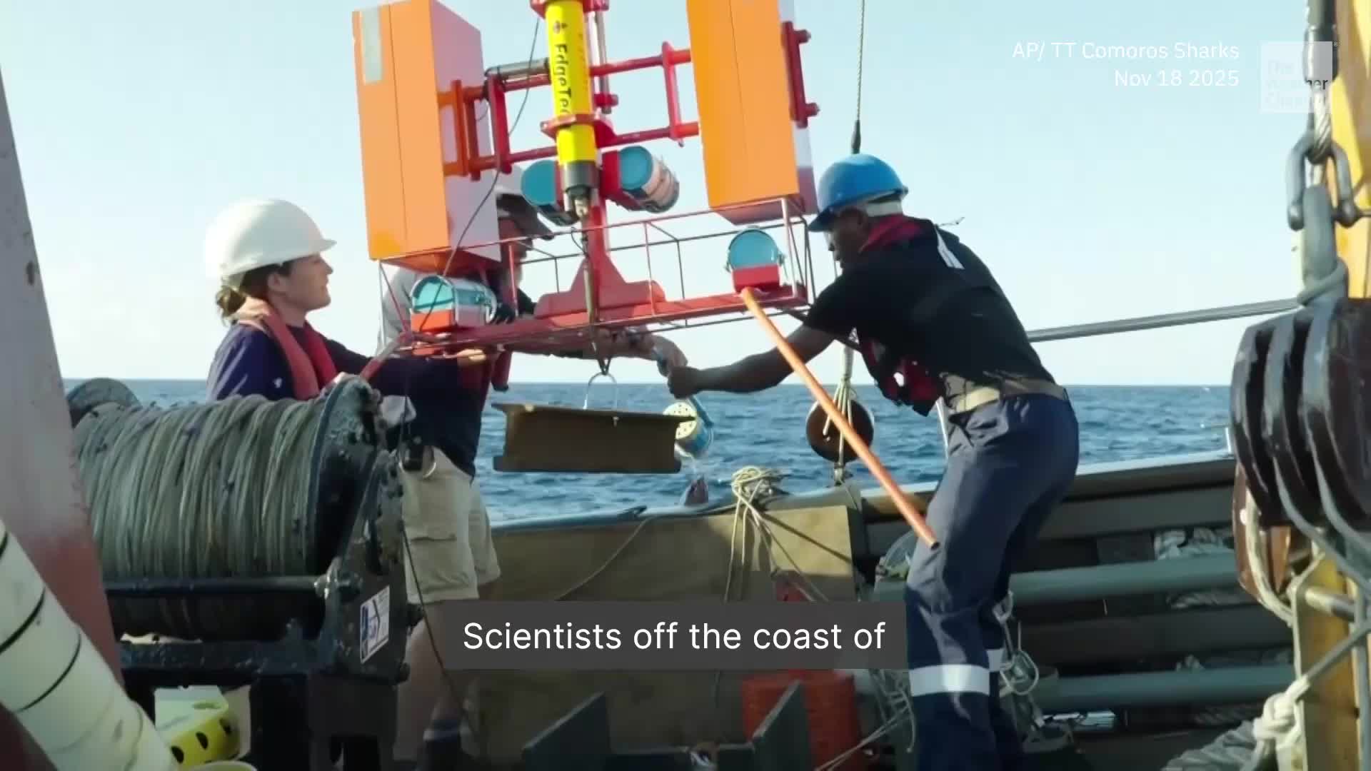 Good News: Scientists Find Sharks, Reefs Are Hanging Tough