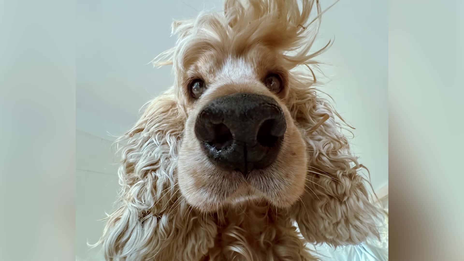 Goofy Pet Photo Award Finalists Revealed