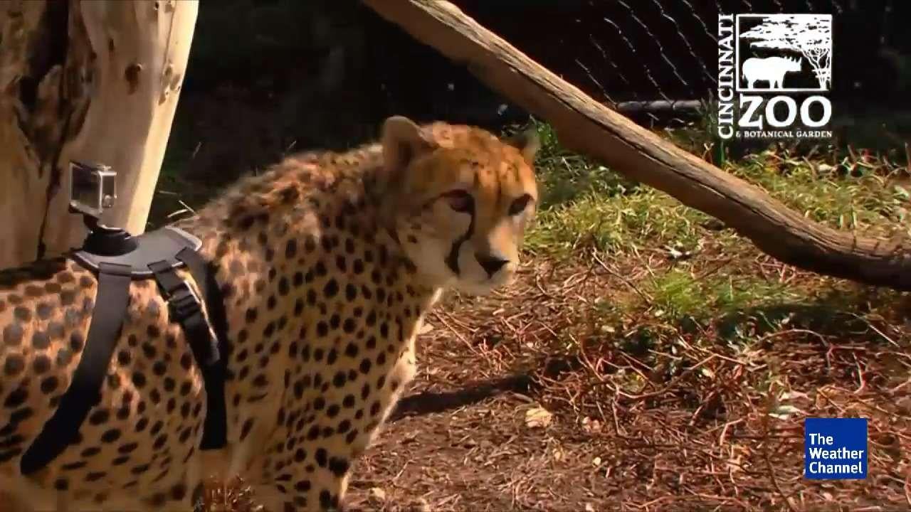 GoPro Strapped to a Cheetah Captures Incredible Speed