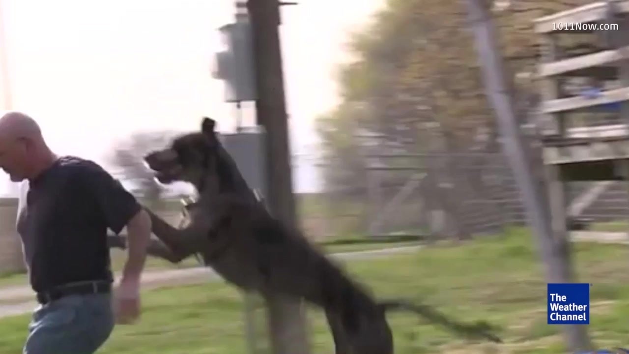 Great Dane Rescued from Tree