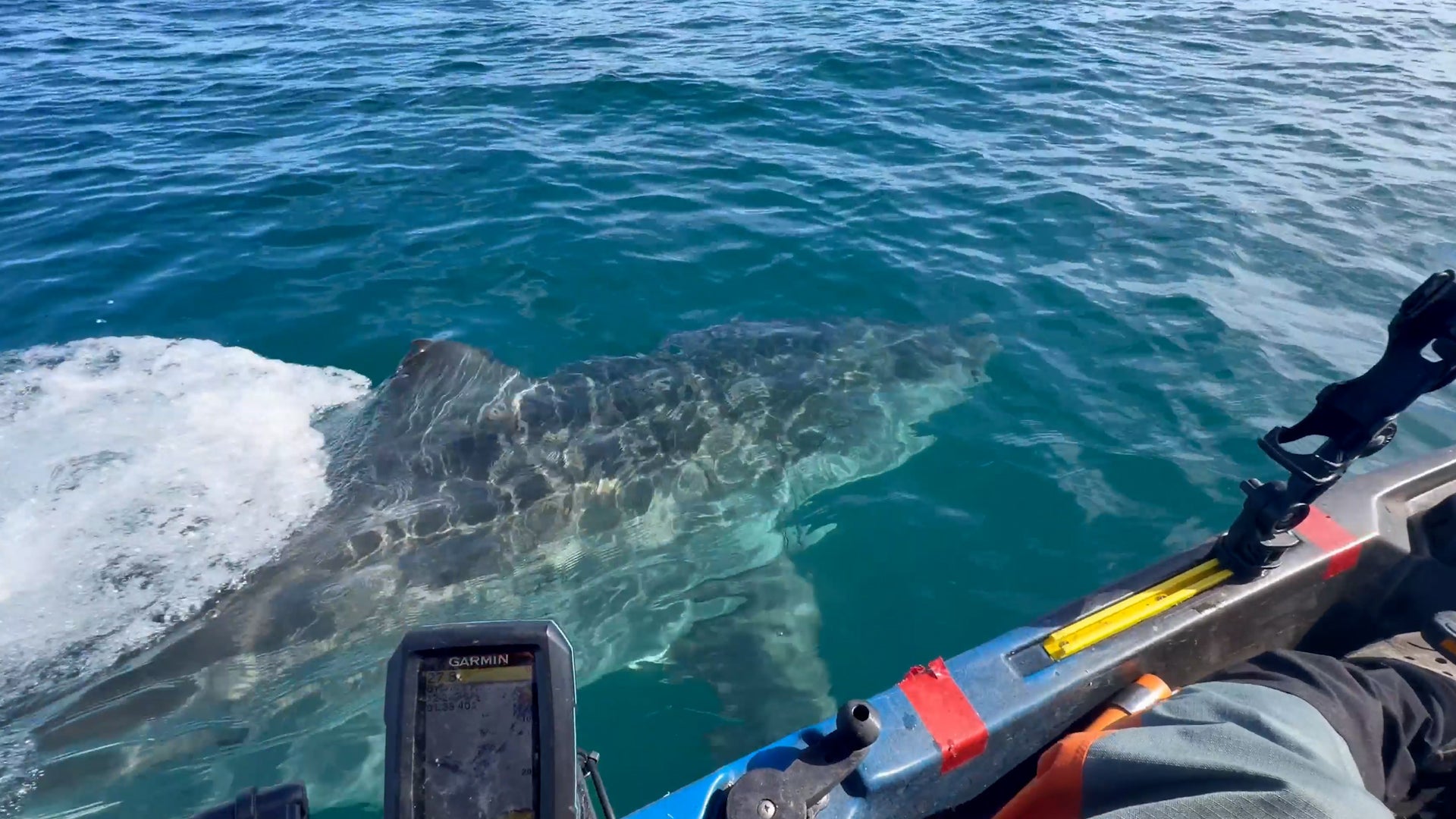 Kayaker has close encounter with great white shark off California