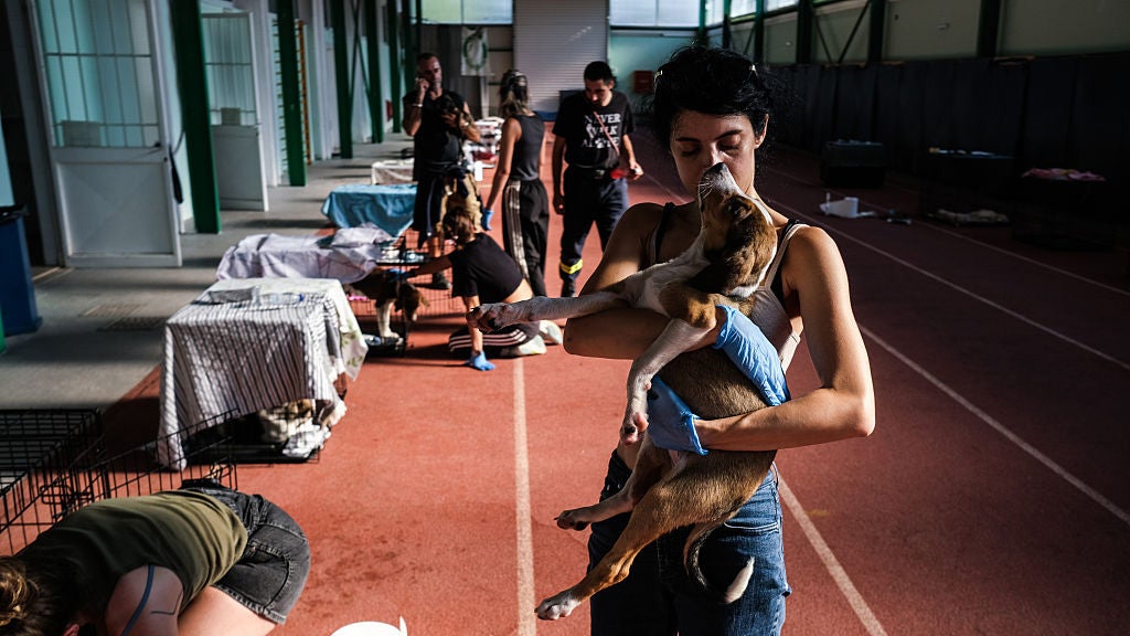 Nausicaa Papadaskalopoulou, a volunteer with the non-profit organization A Dog's Voice, comforts a dog rescued from the surrounding area at Megara Olympic Stadium