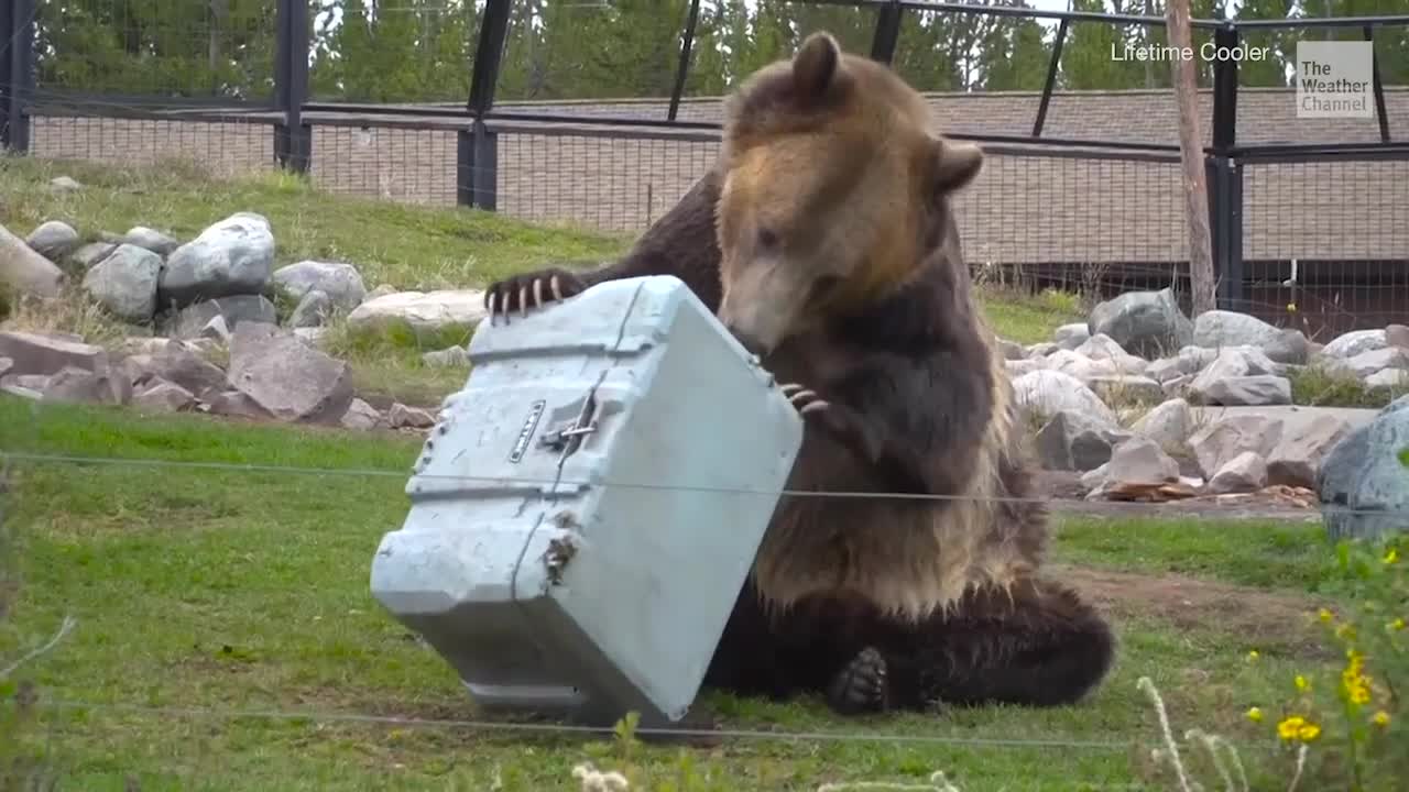 Grizzly Bears Are Put to Work Against Products Trying to Keep Them Out