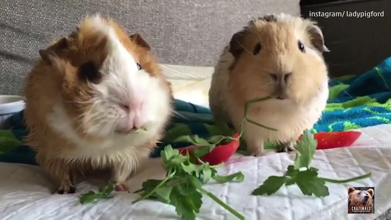 Guinea Pigs: Not Pigs, Not from Guinea