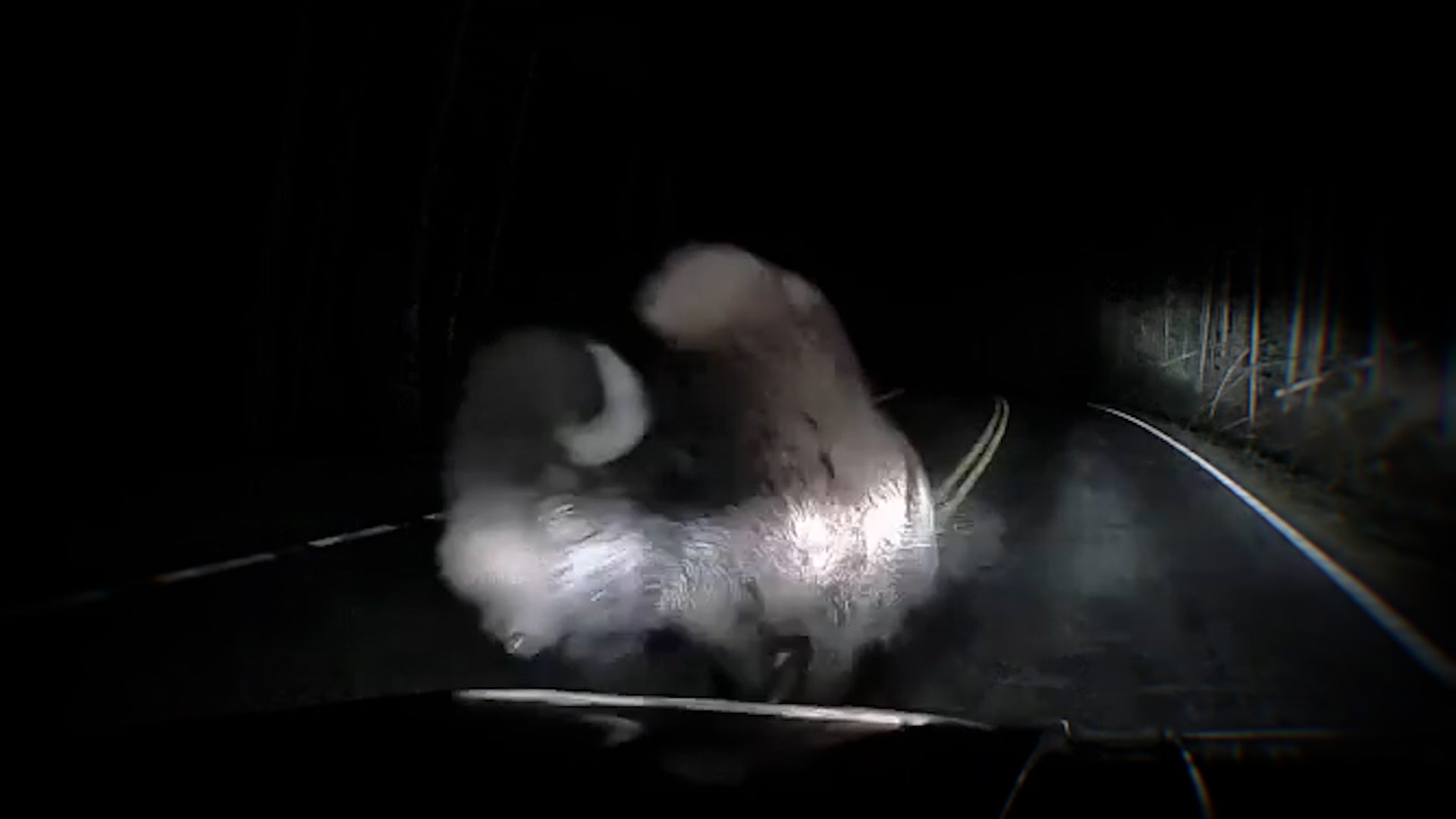 Scary moment bison charges, rams truck at Yellowstone caught on camera
