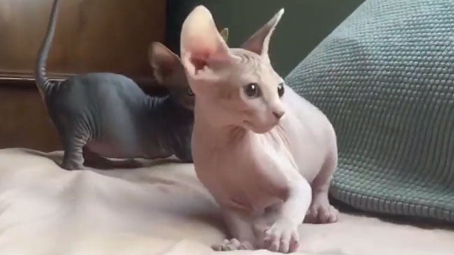 Hairless Kittens Roughhouse on Bed