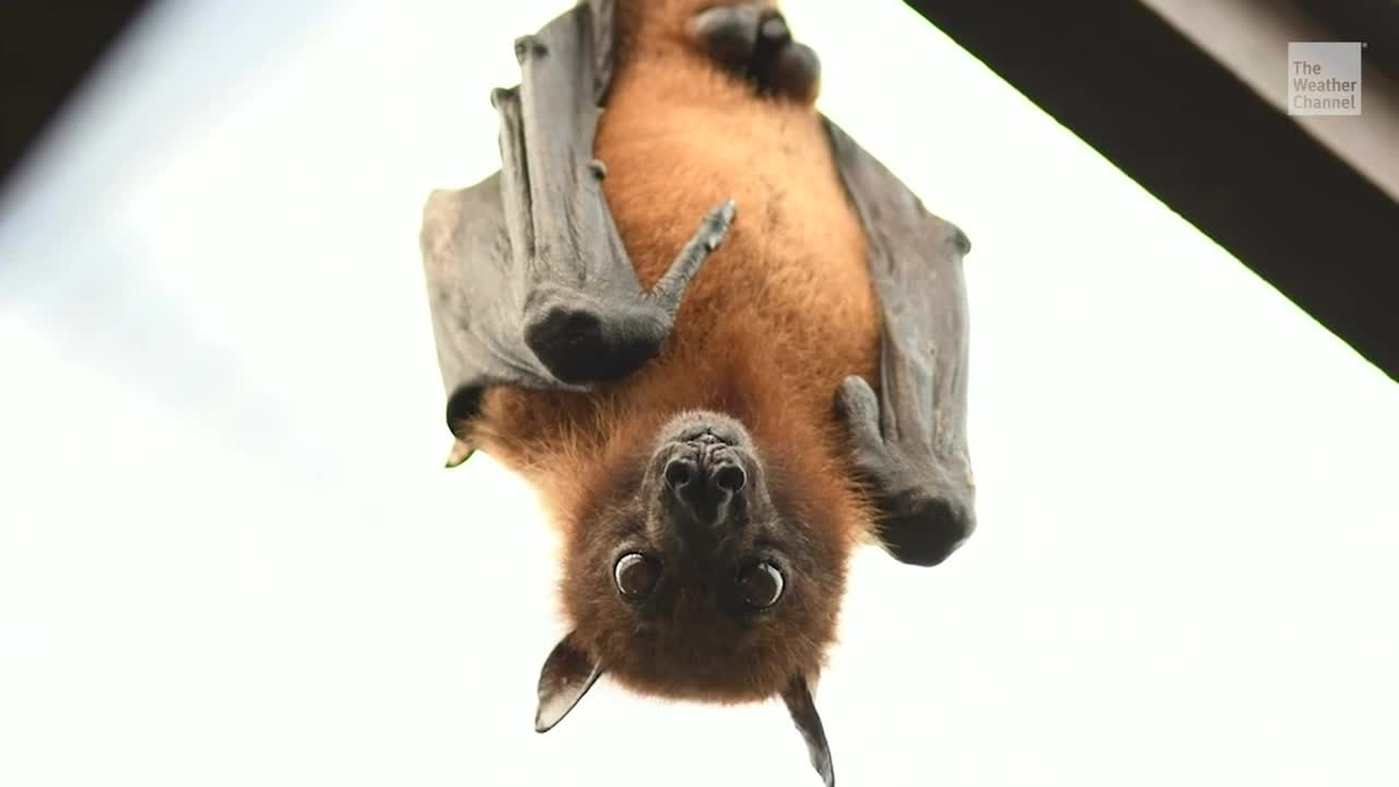 Halloween Bat Myths Debunked