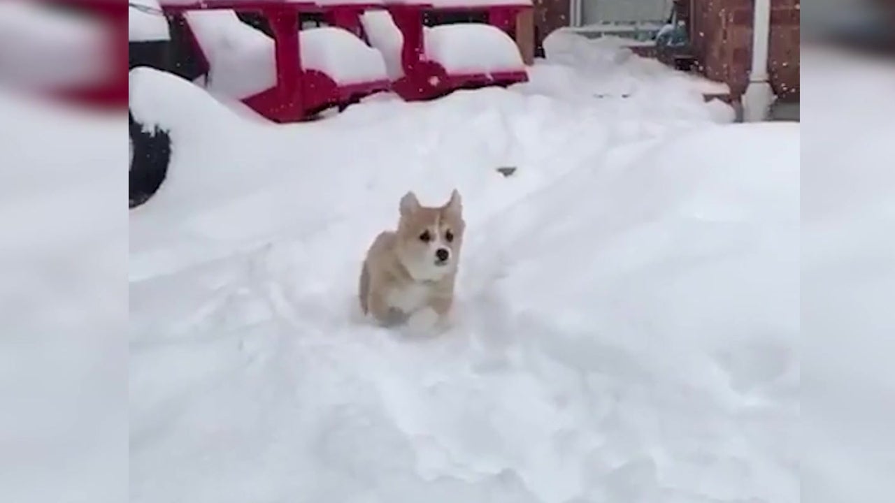 Happiness is Bounding in the Snow