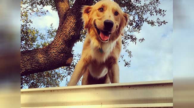 Happy Dog Loves His Perch on the Roof