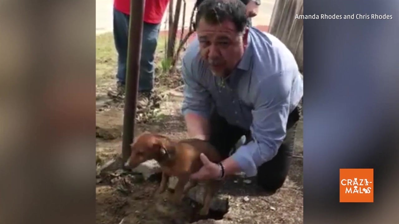 Happy Ending for Trapped Dachshund