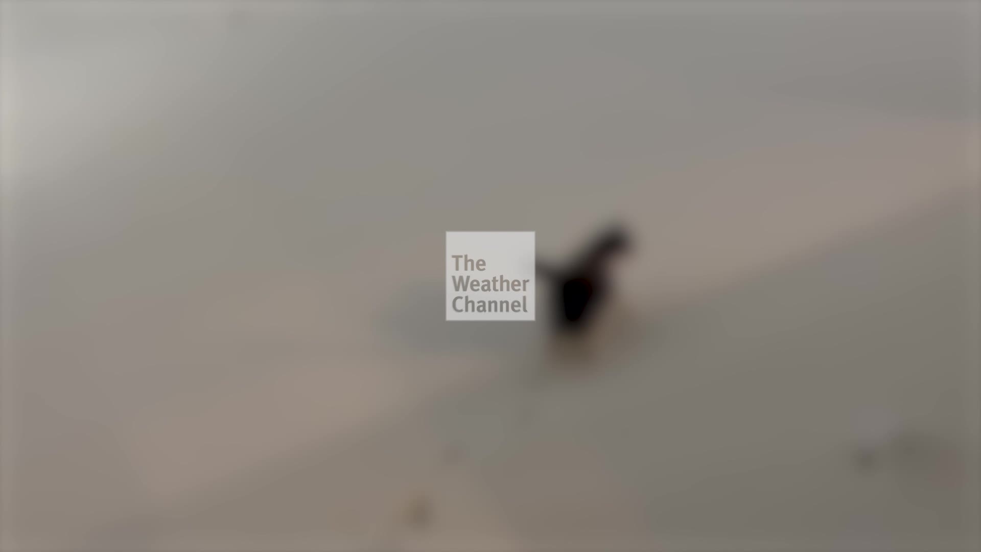 Happy Friday! Here’s Our Wild Video Of The Week