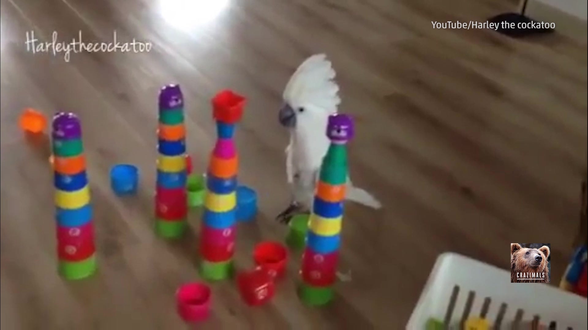 Harley the Cockatoo Destroys Toy Towers