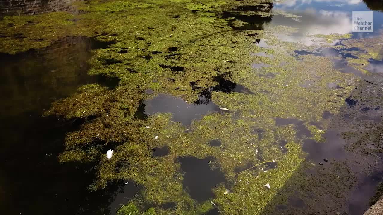 Harmful Algal Blooms Not Just Impacting Water