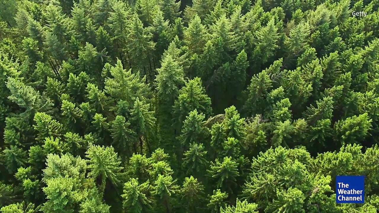 Heat Waves Stop Trees From Capturing Carbon