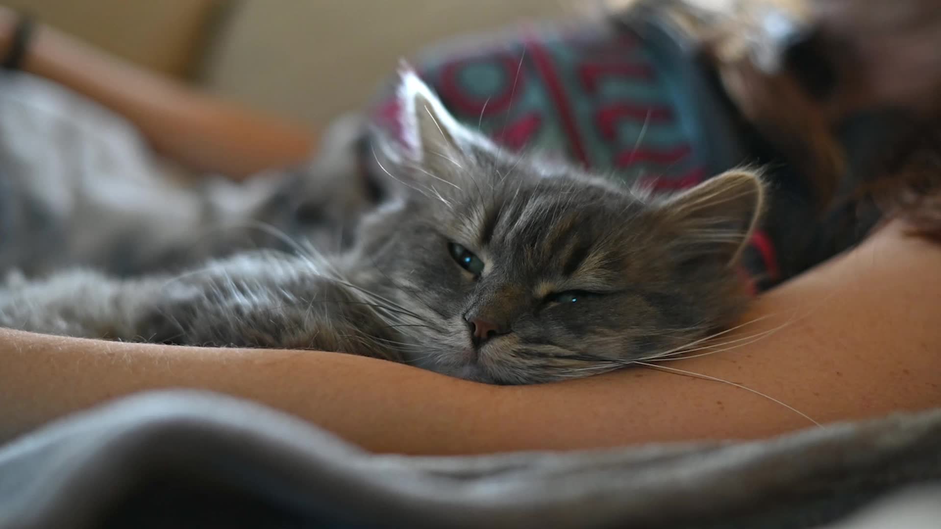 Here Are Some Ways To Celebrate National Pet Day